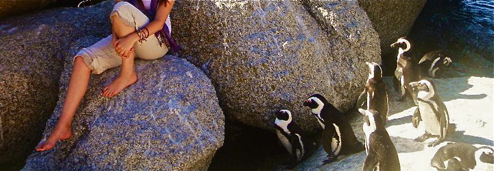 Penguins at Boulders Beach in Simon's Town, South Africa